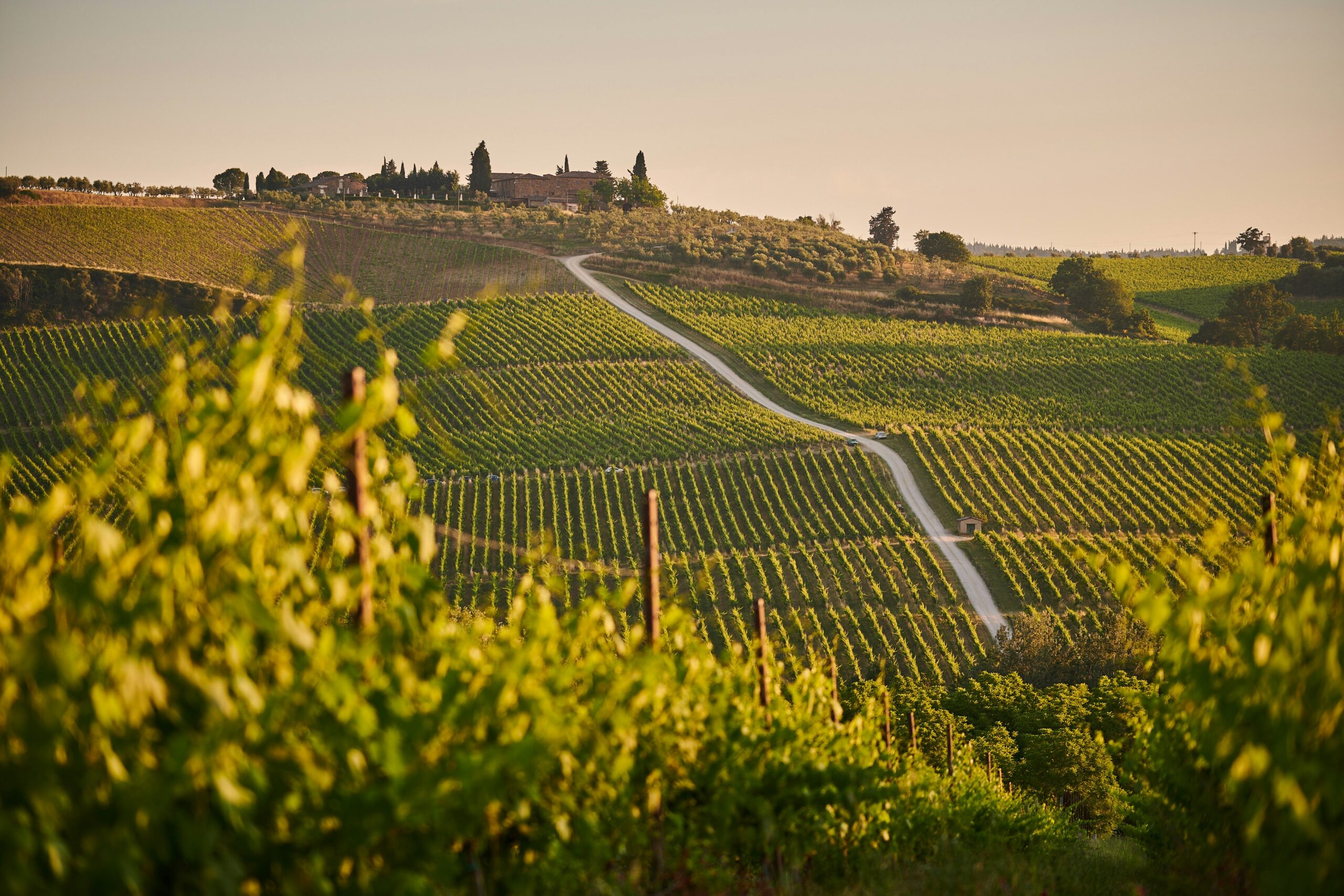 a beautiful vineyard with rolling hills in the late afternoon sun