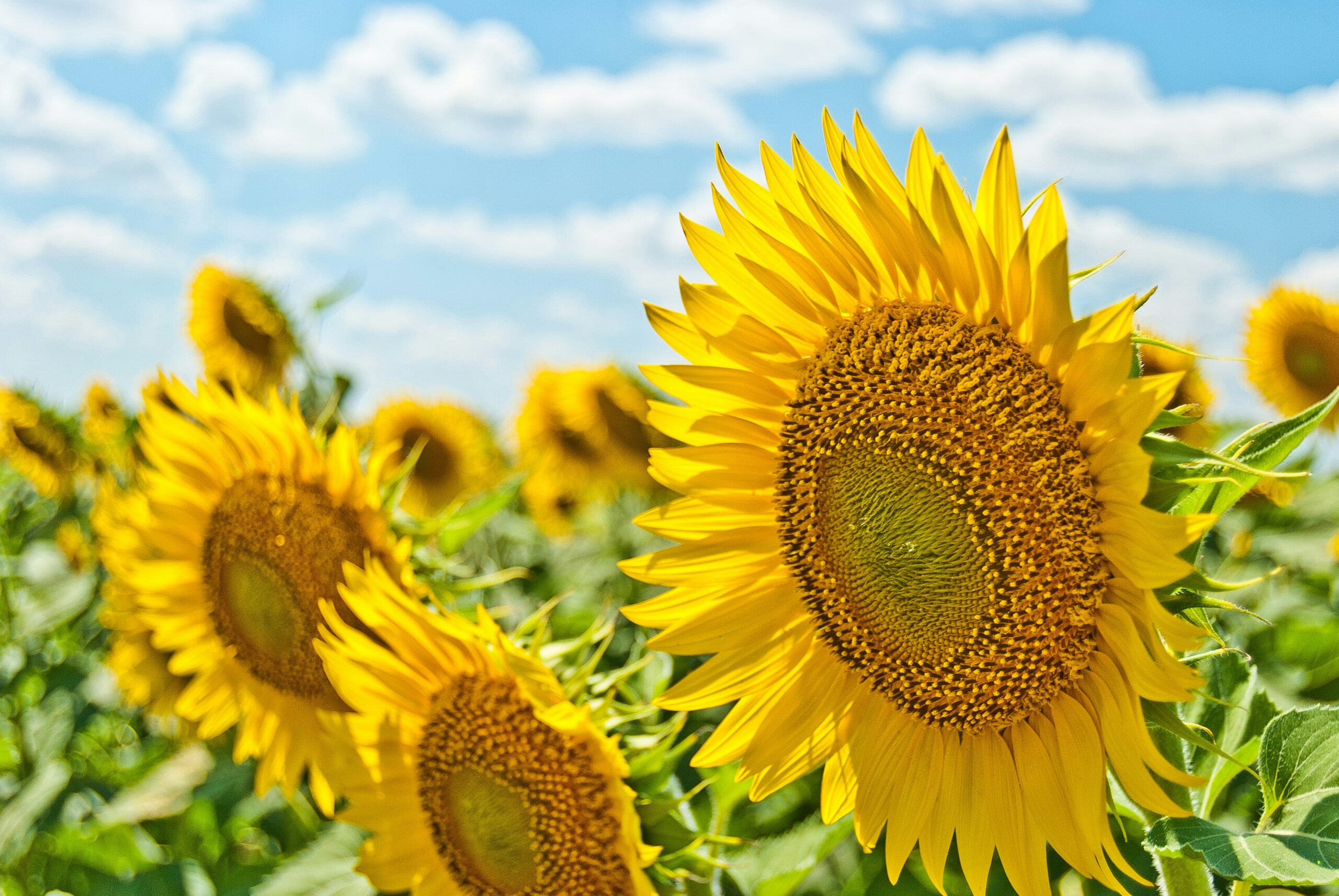 a filled of sunflowers beneath a blue sky with white clouds