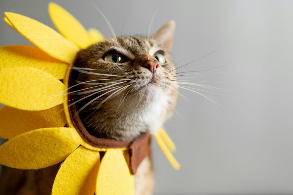 a cute cat wears a silly sunflower hat